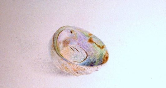 Paua Shell. Pencil 1980's. Private Collection Auckland