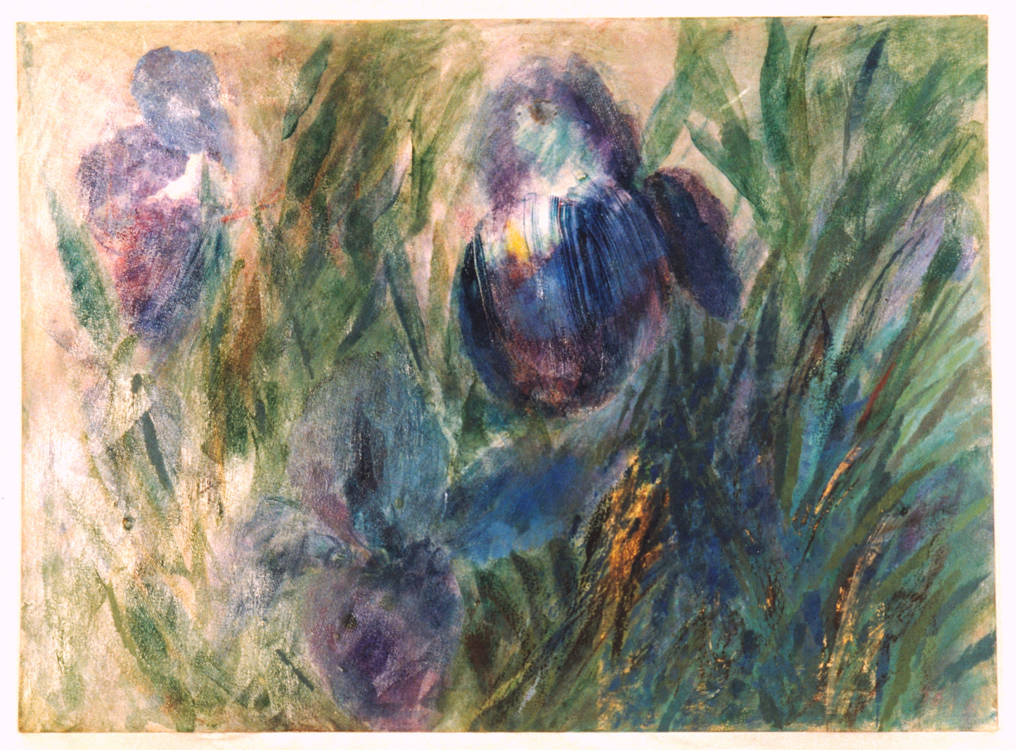 Bearded Iris  1988. Private Collection