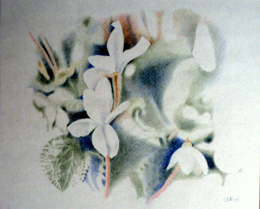 White Cyclamens .Pencil. 1985 Private Collection