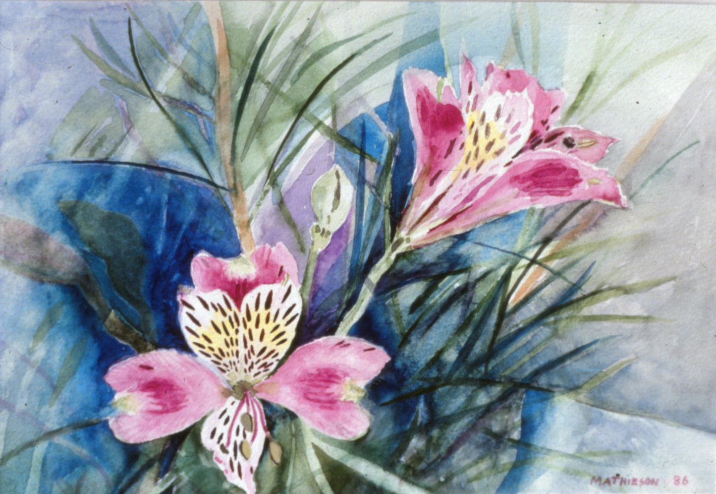 Alstroemeria. watercolour 1986. Private collection