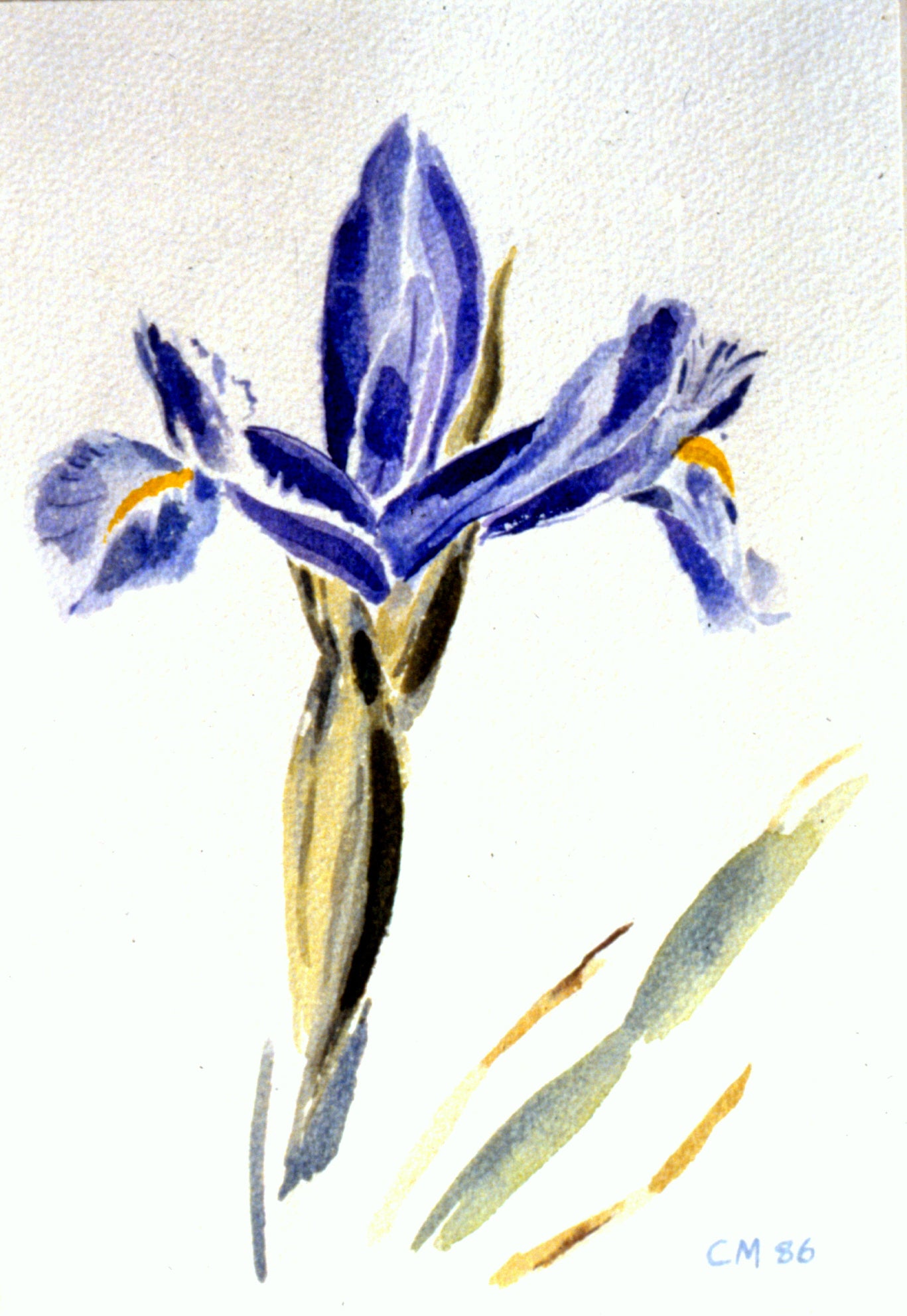 Dutch Iris study