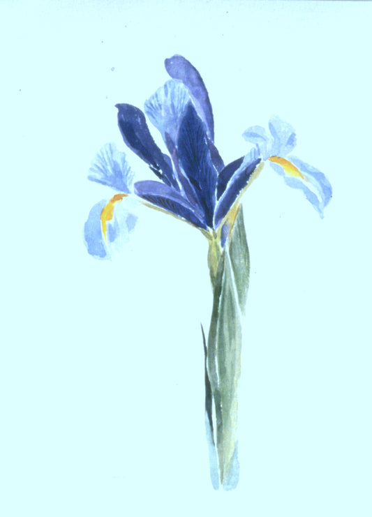 Iris 3